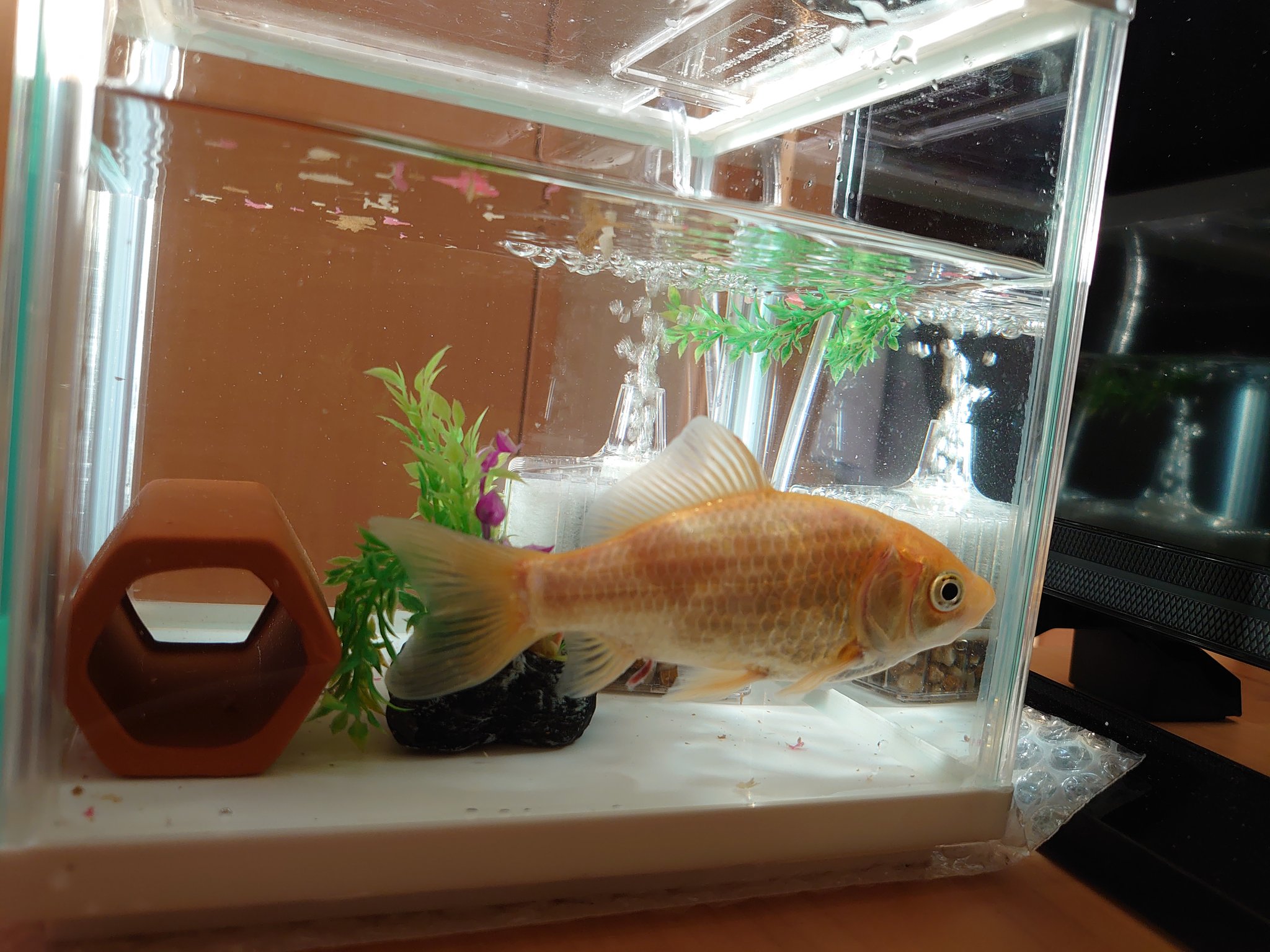 静岡太郎丸 昨晩は金魚の水槽をきれいにしました 土管を買ってきて入れてみたけど 金魚のサイズが大きすぎて入らないかも また金魚成長した気がする T Co Wu3vqlvaqg Twitter
