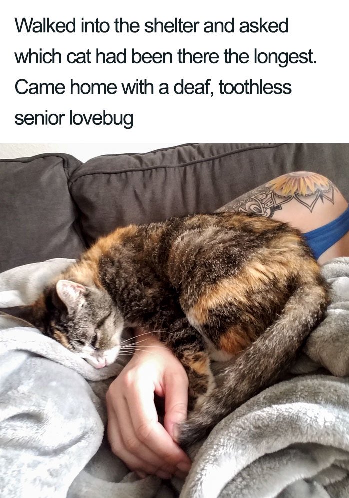 GeneralCattis's tweet photo. #PeopleConstantlyUnderestimate how awesome senior pets can be...
#AdoptASeniorPetMonth https://t.co/usZEXxRlQt