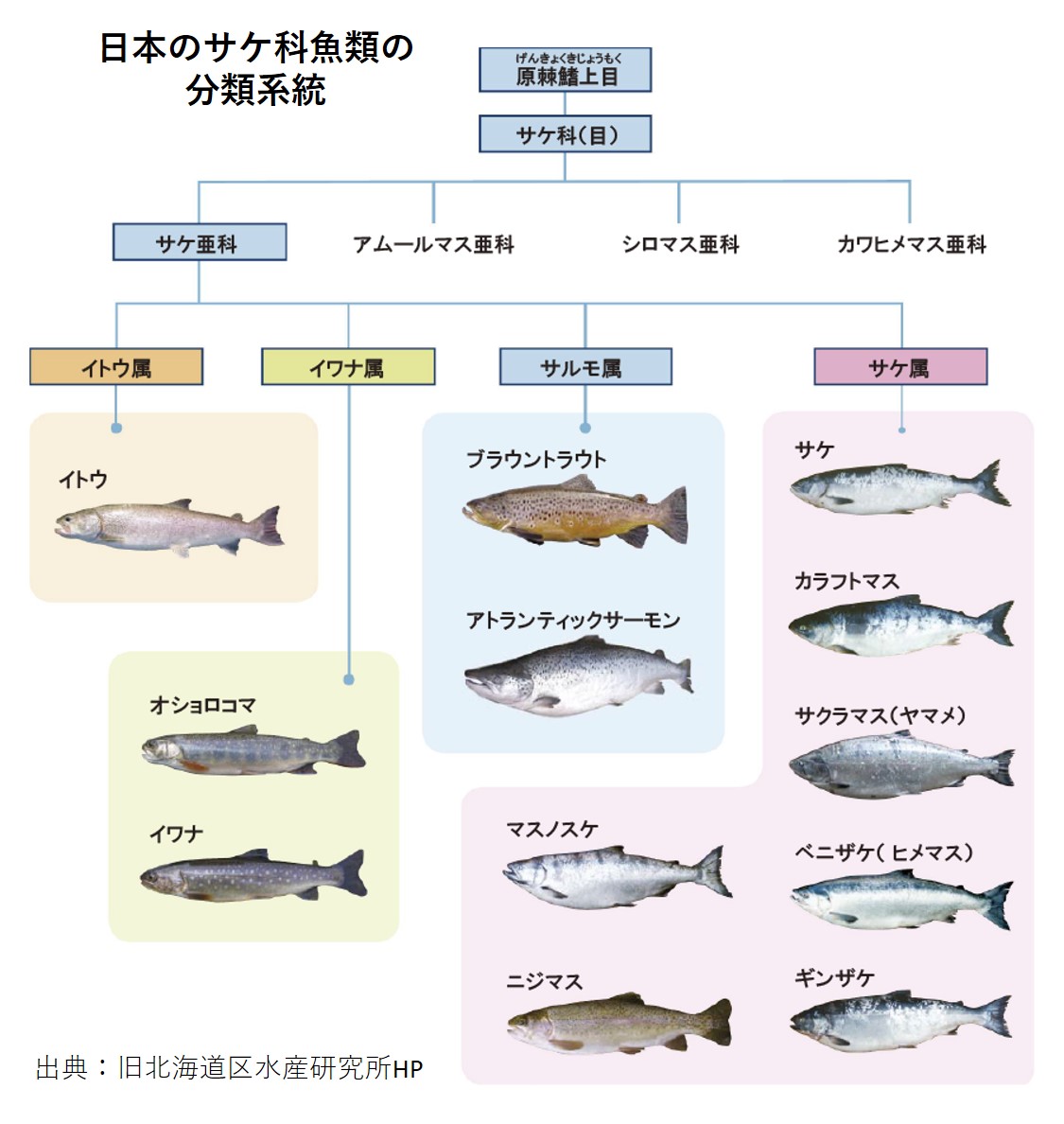 農林水産省 サケ 鮭 サーモン と マス 鱒 トラウト の違いはご存じでしょうか 実は呼び名に違い は無いのです サケ科の魚は分類学的にはこれらの種に分かれますが 和名 英語名や商品名などが時間の経過の中で混ざってしまった