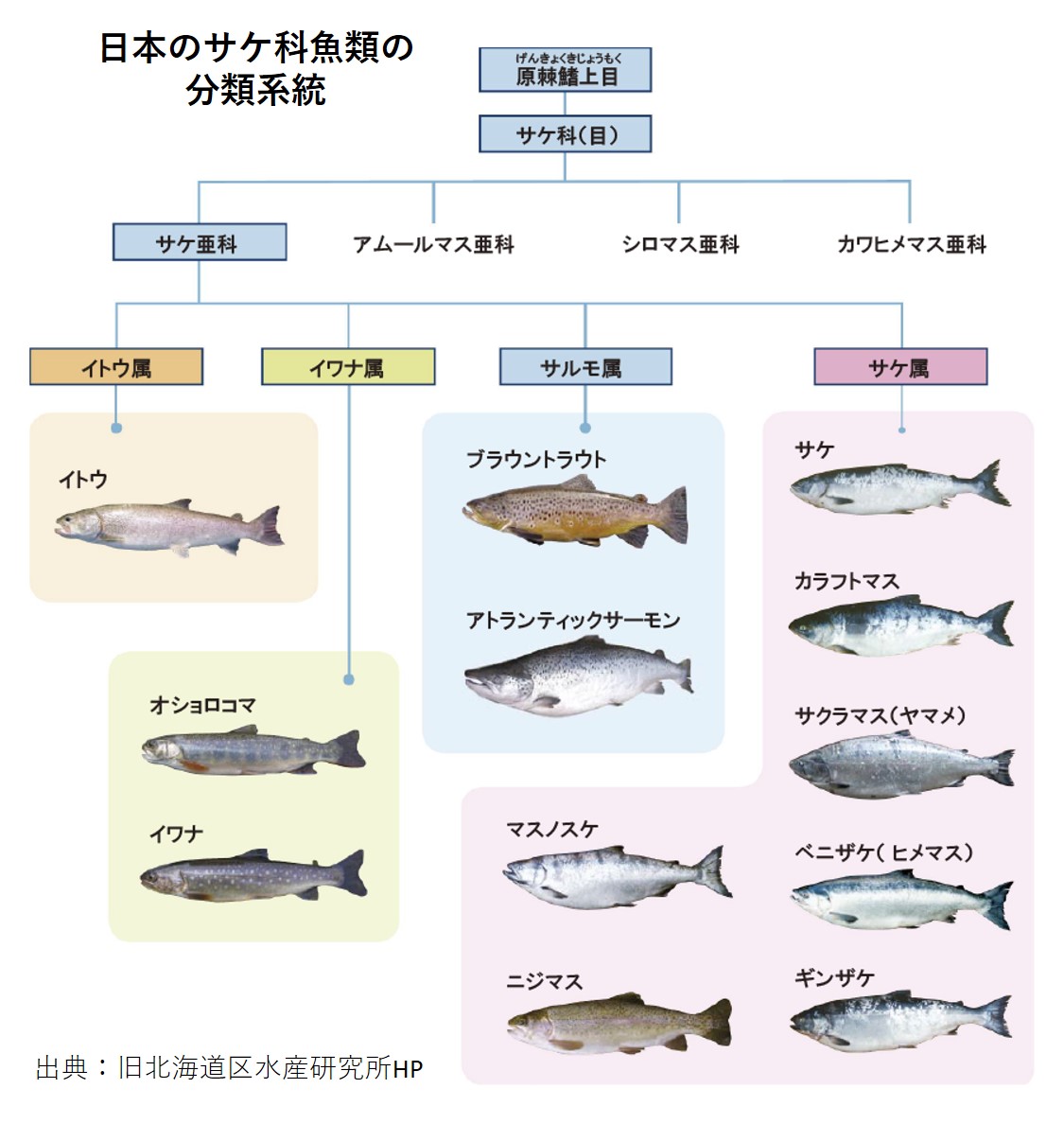 農林水産省 على تويتر サケ 鮭 サーモン と マス 鱒 トラウト の違いはご存じでしょうか 実は呼び名に違いは無いのです サケ科の魚は分類学的にはこれらの種に分かれますが 和名 英語名や商品名などが時間の経過の中で混ざってしまった