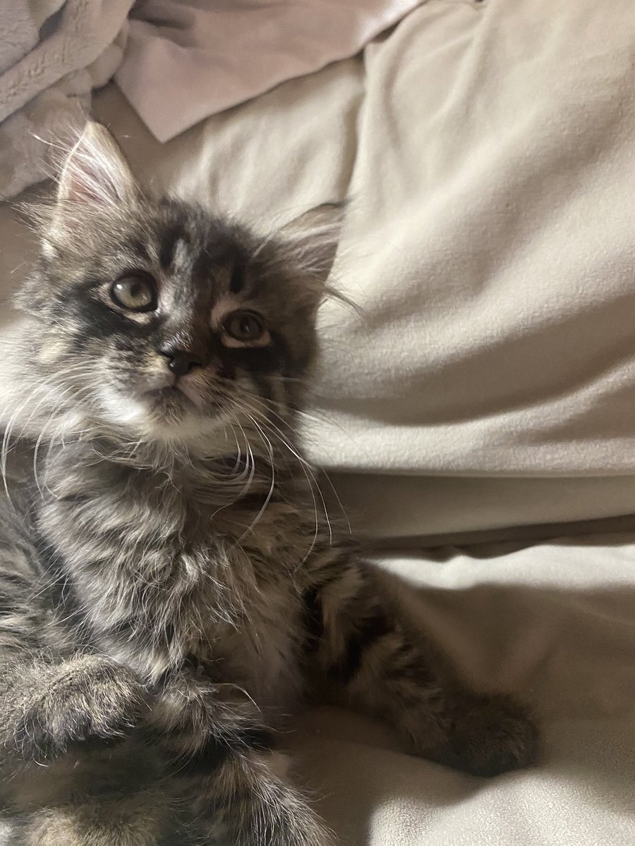 kittenrescuer's tweet photo. Such cuties! Ready for their forever homes! Let me know if interested and in the LA area, they’re 8 weeks old through @bestfriends #animalrescue #kittenrescue #catrescue #animaladoption #adoptme https://t.co/eUs5z1sVW1