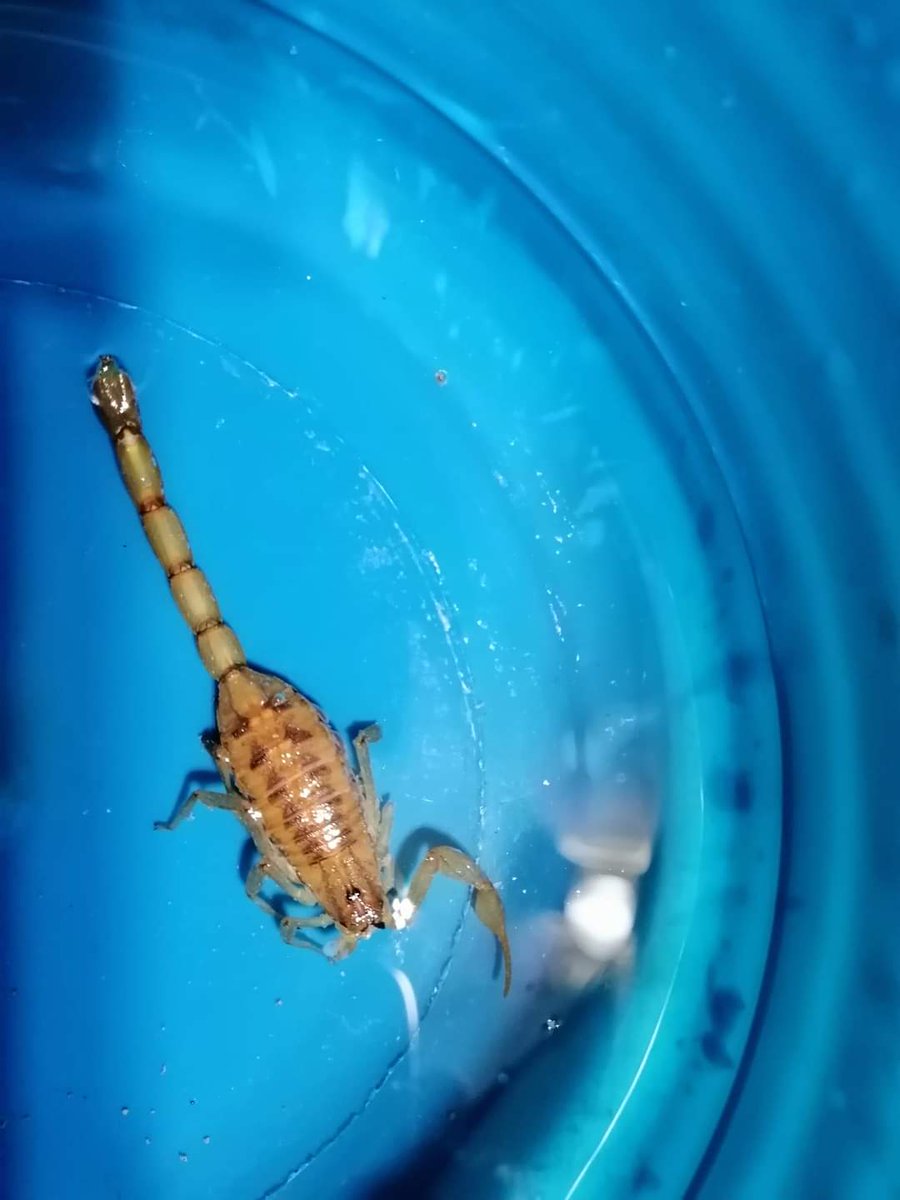 loritavila's tweet photo. Hola @Arachno_Cosas mi mamá se encontró a este amiguito en su casa de CDMX, es el segundo que ven esta semana, ¿nos tenemos que preocupar? ¿Salimos corriendo? Muchas gracias 😁 https://t.co/YNt8iK59N5
