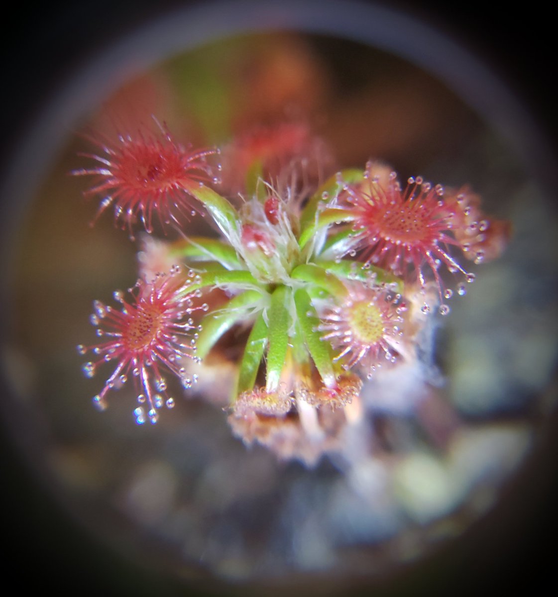 Dreadredhead1's tweet photo. Drosera verrucata
*
*
Australian pygmy sundew
Formerly Drosera dichrosepala
*
*
#militantbystander #planthoe #militantplanthoe #junglehouse #carnivorouslovers #carnivorousplantsociety #carnivorousplant_club #carnivorousplant #sundew #pygmies #pygmydrosera https://t.co/2Vz2hxQ3jL