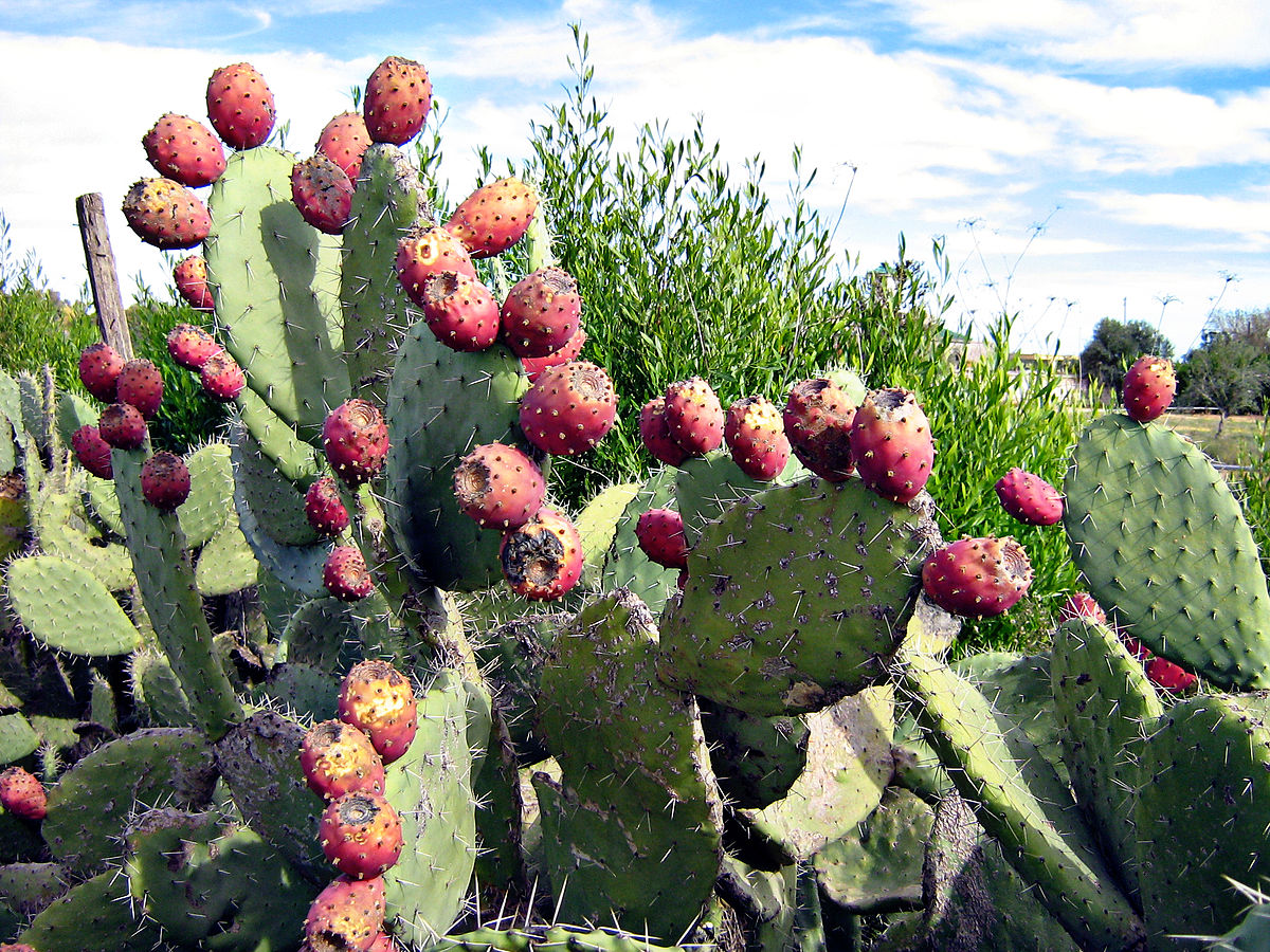 3) The first pic shows an Opuntia ficus-indica, or "prickly pear", in game (which is a cactus- not a fig, nor a pear, nor from India) that can be found in abundance around the mediterranean TODAY but that is originally from mesoamerica, more specifically Mexico!