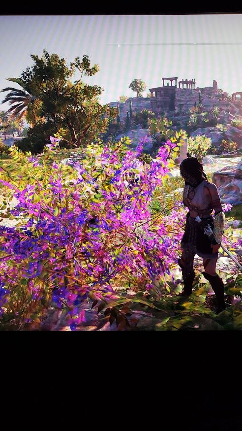 6) Same thing here for the Bougainvillea. We often see those beauuuutiful greek islands full of those white buildings and the pinkish bougainvilleas perking through, right? They're so greek, right?