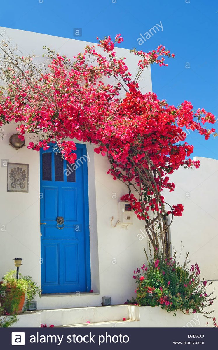 6) Same thing here for the Bougainvillea. We often see those beauuuutiful greek islands full of those white buildings and the pinkish bougainvilleas perking through, right? They're so greek, right?
