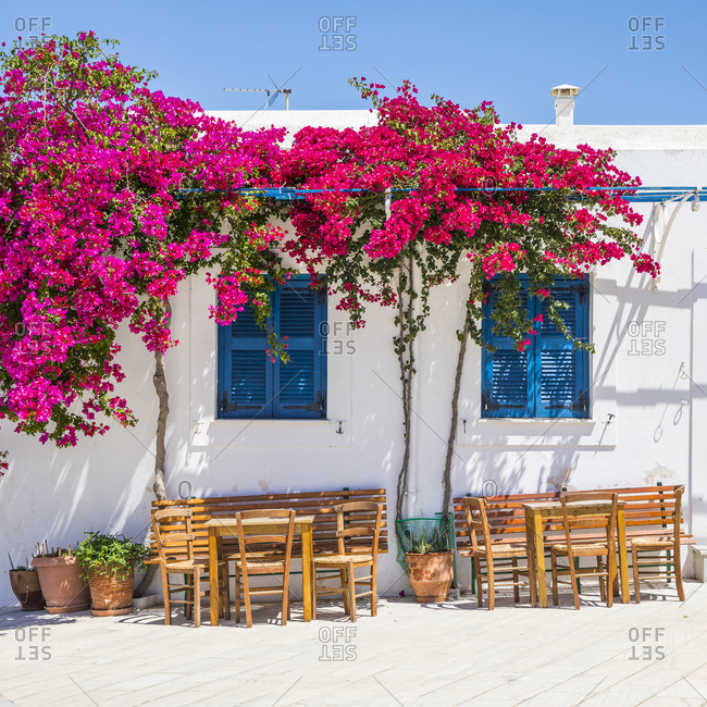 6) Same thing here for the Bougainvillea. We often see those beauuuutiful greek islands full of those white buildings and the pinkish bougainvilleas perking through, right? They're so greek, right?