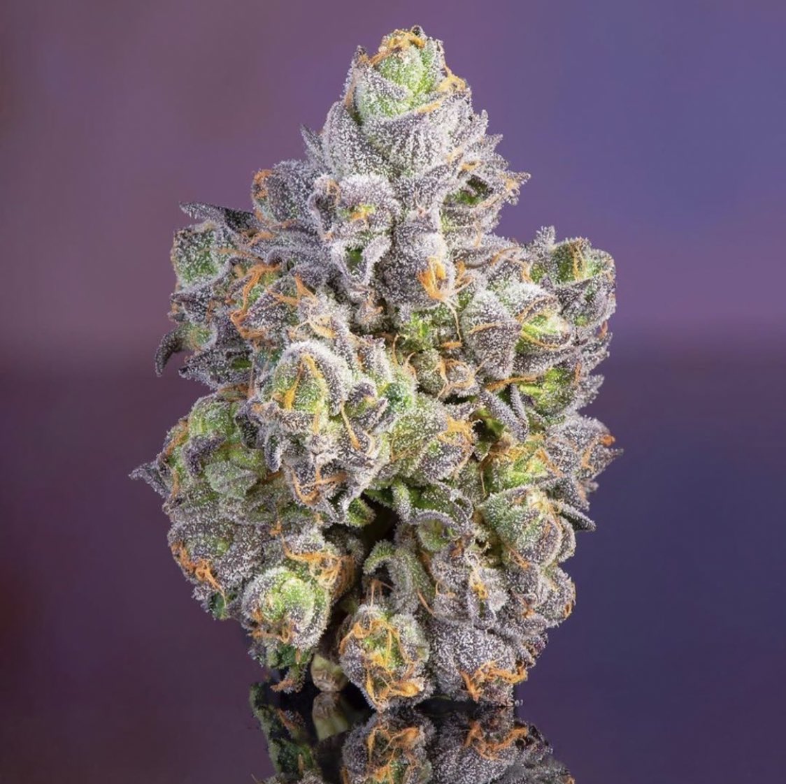 jesus (zazaotic) Twitter