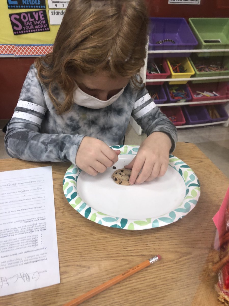 TeacherTrone's tweet photo. Fossil fun! Students were paleontologists and got to “excavate” their own fossils. ⛏ https://t.co/T9s6pUxtio