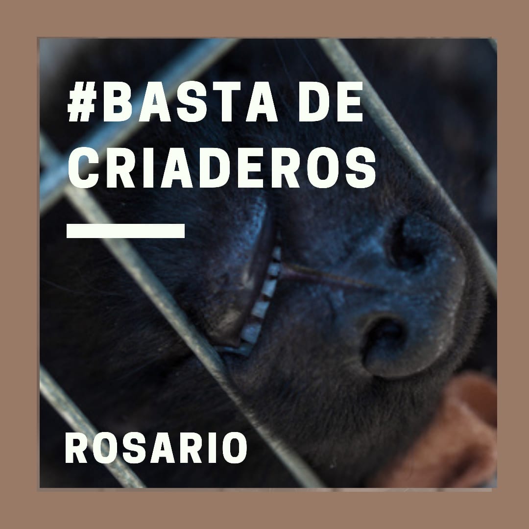 📣Mañana es la audiencia imputativa para la dueña del criadero de 199 animales.

⛓⛓🐶⛓⛓

#bastadecriaderosrosario