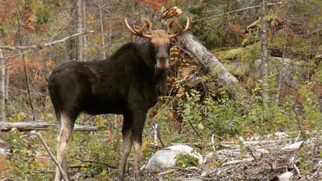 Living here in Atikokan, we sometimes forget just how incredible it is for us to see wildlife on a regular basis; sometimes right in our backyards! We are so lucky to live somewhere that truly is Naturally Wild!
Thank you to Max Fulton for this great shot of a young bull moose!