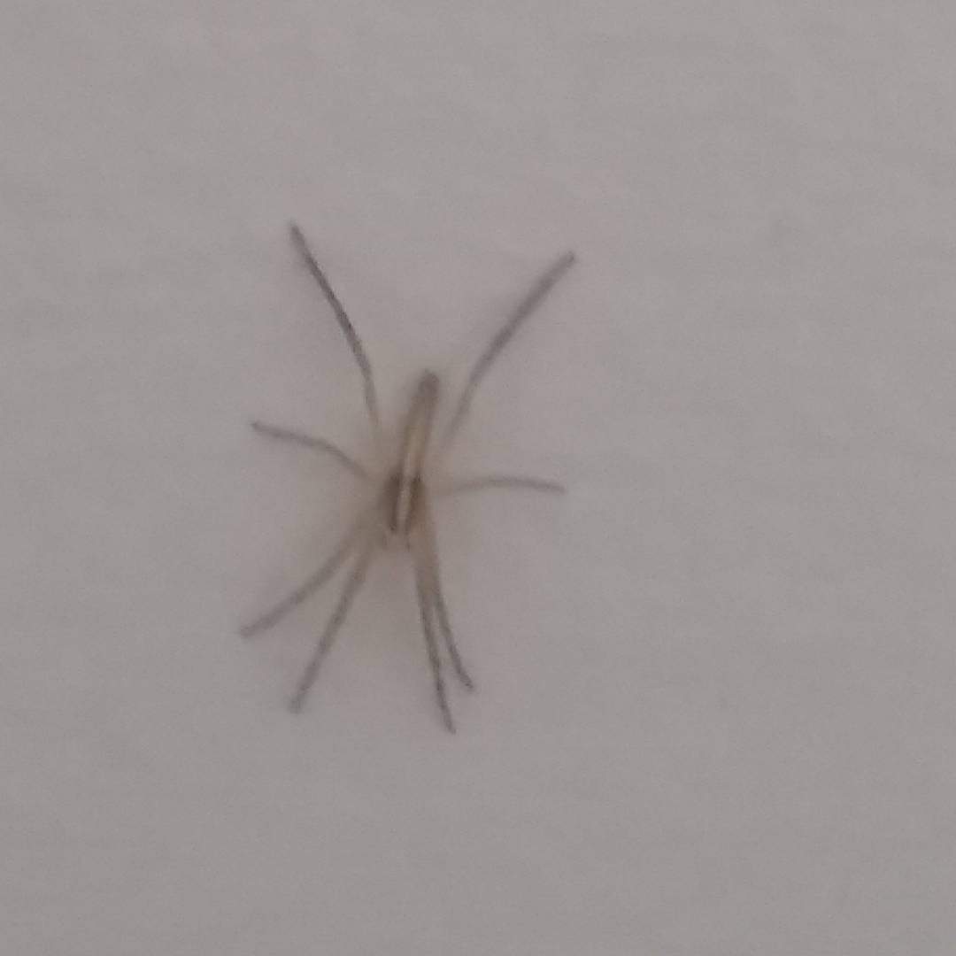 katek4307's tweet photo. @blankemusic I see your spider and match him....... I know this guy may not be as bulky as yours but huntsman she (or he) is.
#spider #huntsman #aussieinsect #arachnid #hesnotthatscarey #aussiepets https://t.co/HrtzaboVLj