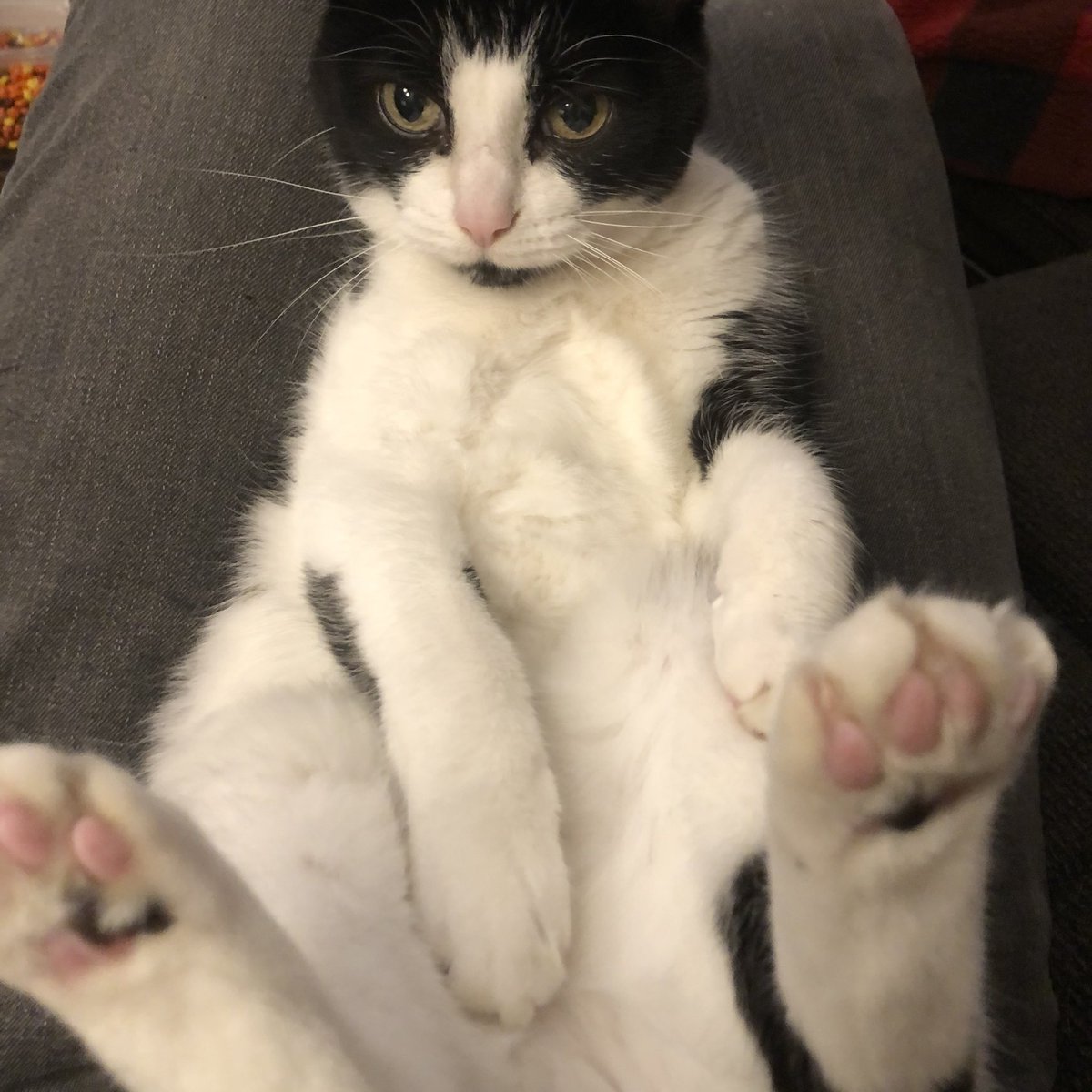 GooseReal's tweet image. 