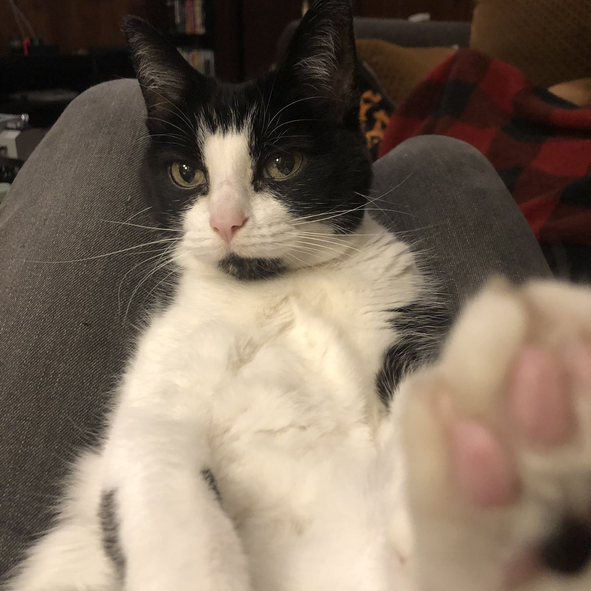 GooseReal's tweet image. 