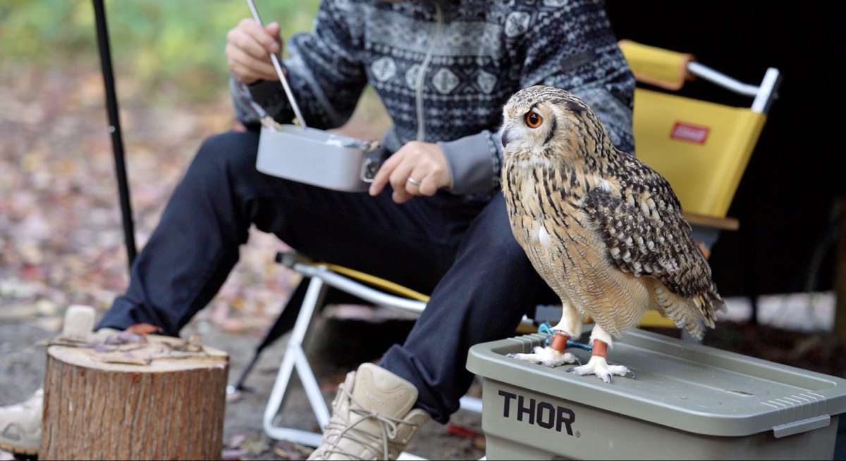 げんさんとガルー tweet media