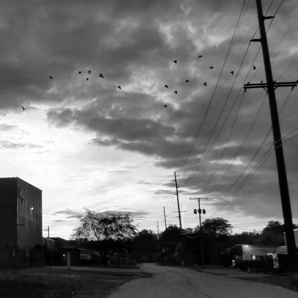 thecrowlife's tweet photo. Clouds &amp; Crows https://t.co/UliKRLZeYy