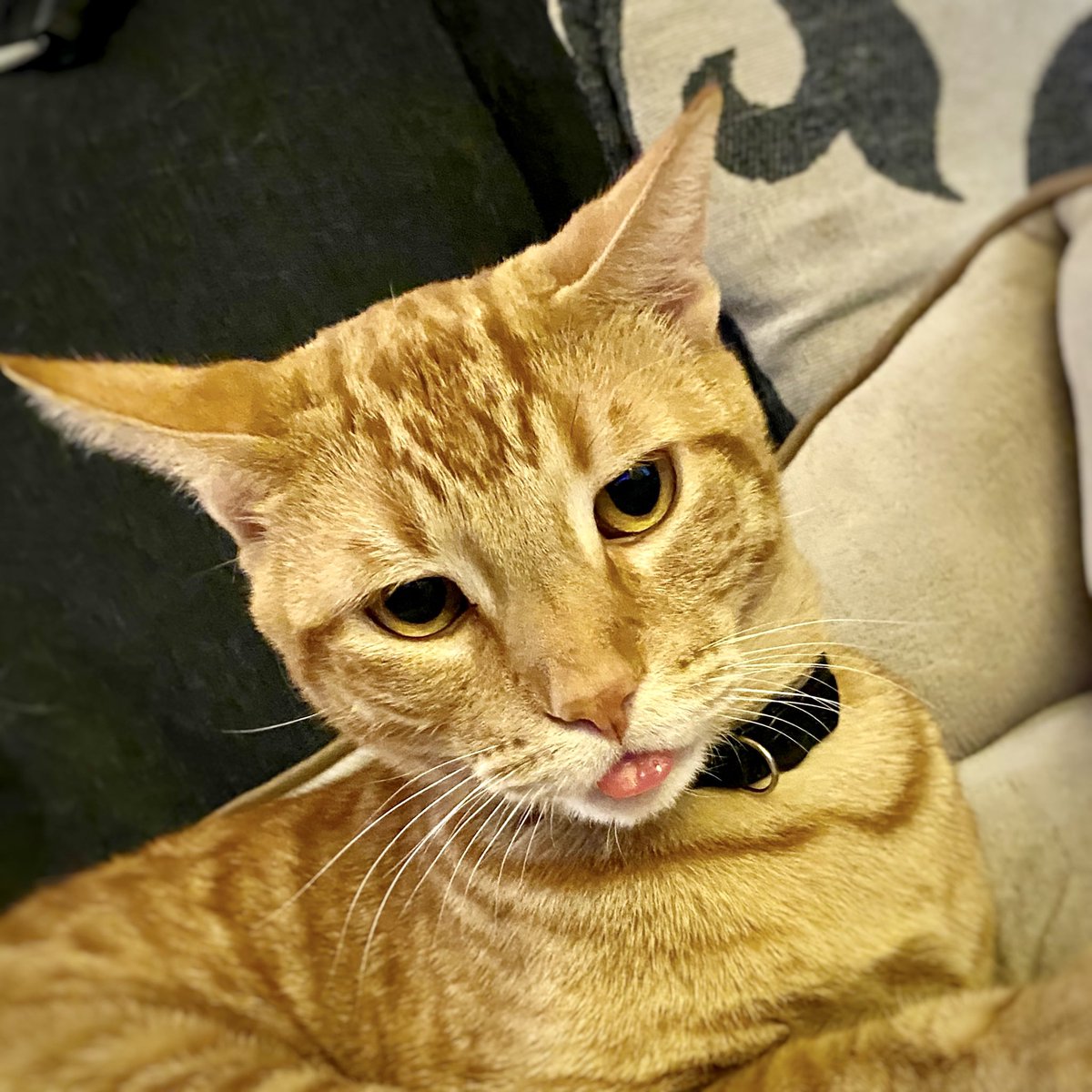 Tongue Out Tuesday! 👅 #tongueouttuesday #tongueout #cattongue #mycatisweird #gingercat #orangetabby #cat #cats #CatsOfTwitter