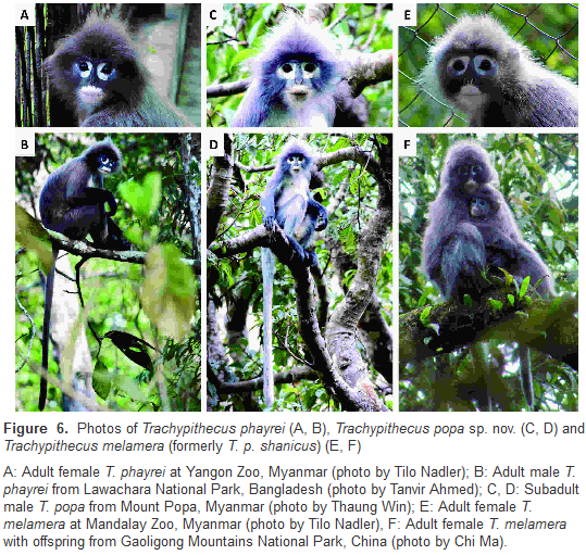 clixbyman's tweet photo. A major revision of the Colobine monkey genus #Trachypithecus based on mtDNA from museum specimens & fecal samples has led to a #newspecies #Trachypithecuspopa in Myanmar. Of the two other sp's in this genus, T.phayrei is found in NE India #primates
Paper: https://t.co/Gc8ORo26Jf https://t.co/P44wFF7y9b
