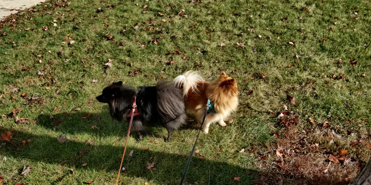 hcanderson77's tweet photo. @CurseOfOak We are here in Illinois https://t.co/ufLa1V8usI