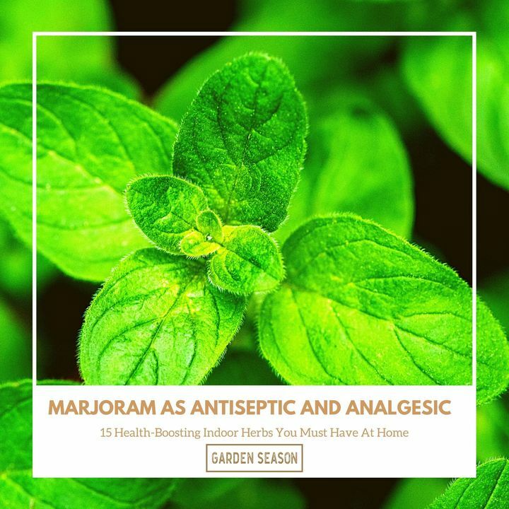 Although marjoram isn’t as well known as oregano in the US, it's widely used in Europe. It helps relieves pain and discomfort associated with fever, muscle pain, cough, and toothache, among others.

bit.ly/indoor-herbs-h…