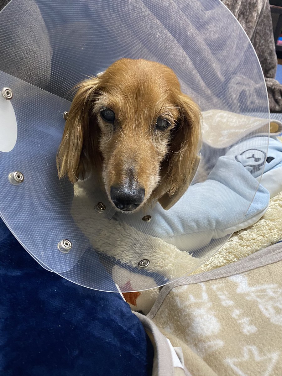 ハッピー君 マロンちゃん 心配になりますよね ハッピーはレントゲン 首から下の エコー検査で副腎を見てもらったり 決定打は血液検査でした 採血の後コートロシン検査と言って 薬剤を注射し その1時間後の血液の 状態でクッシング症候群かわかる