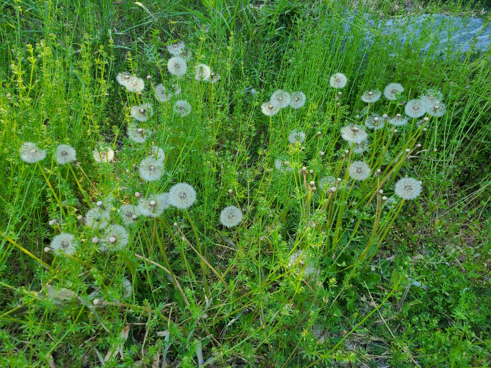 kimnamjoonpics's tweet photo. i love his nature pics agenda 🌱 https://t.co/QSn8ySQFGk