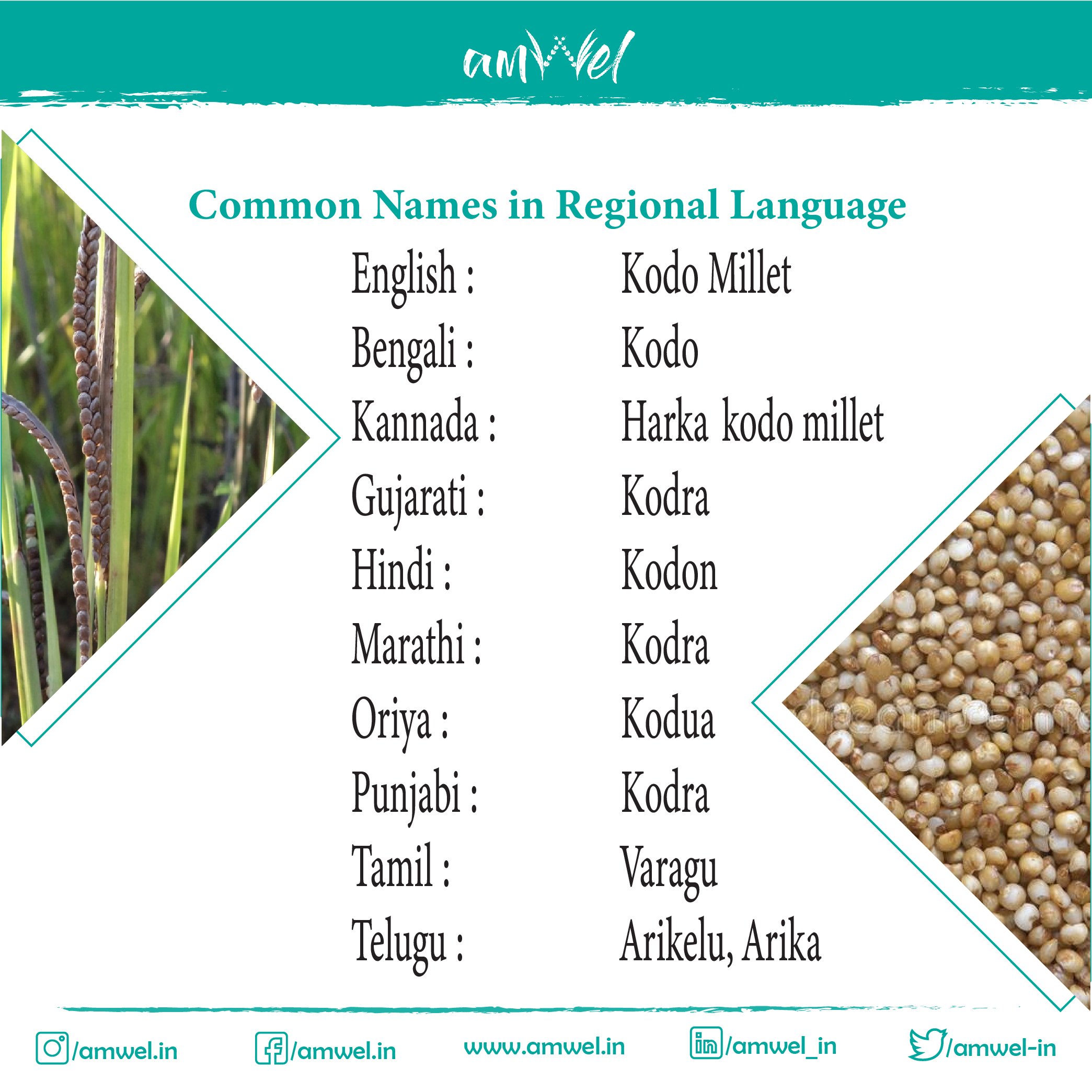what-is-quinoa-in-nepali-is-it-kodo-junelo-makai-or-41-off