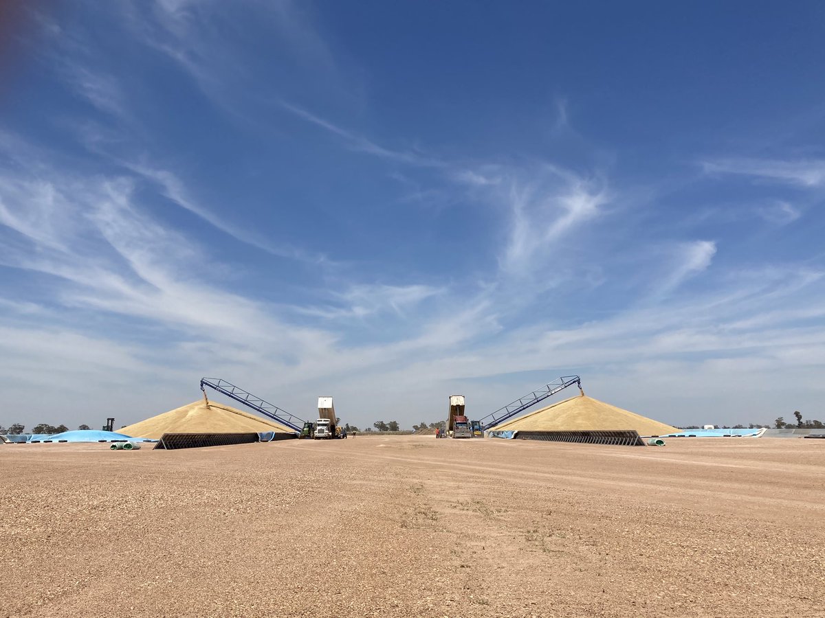 It’s a beautiful day to be delivering Wheat to Trangie. Our site opening hours 7am - 7pm, Mon - Sunday. Site enquires call Peter 0427641087, for pricing call 0299763625 📸 <a href="/RobboTrent/">TrentRobbo</a> <a href="/robinsongrain/">Robinson Grain Trading Co</a>