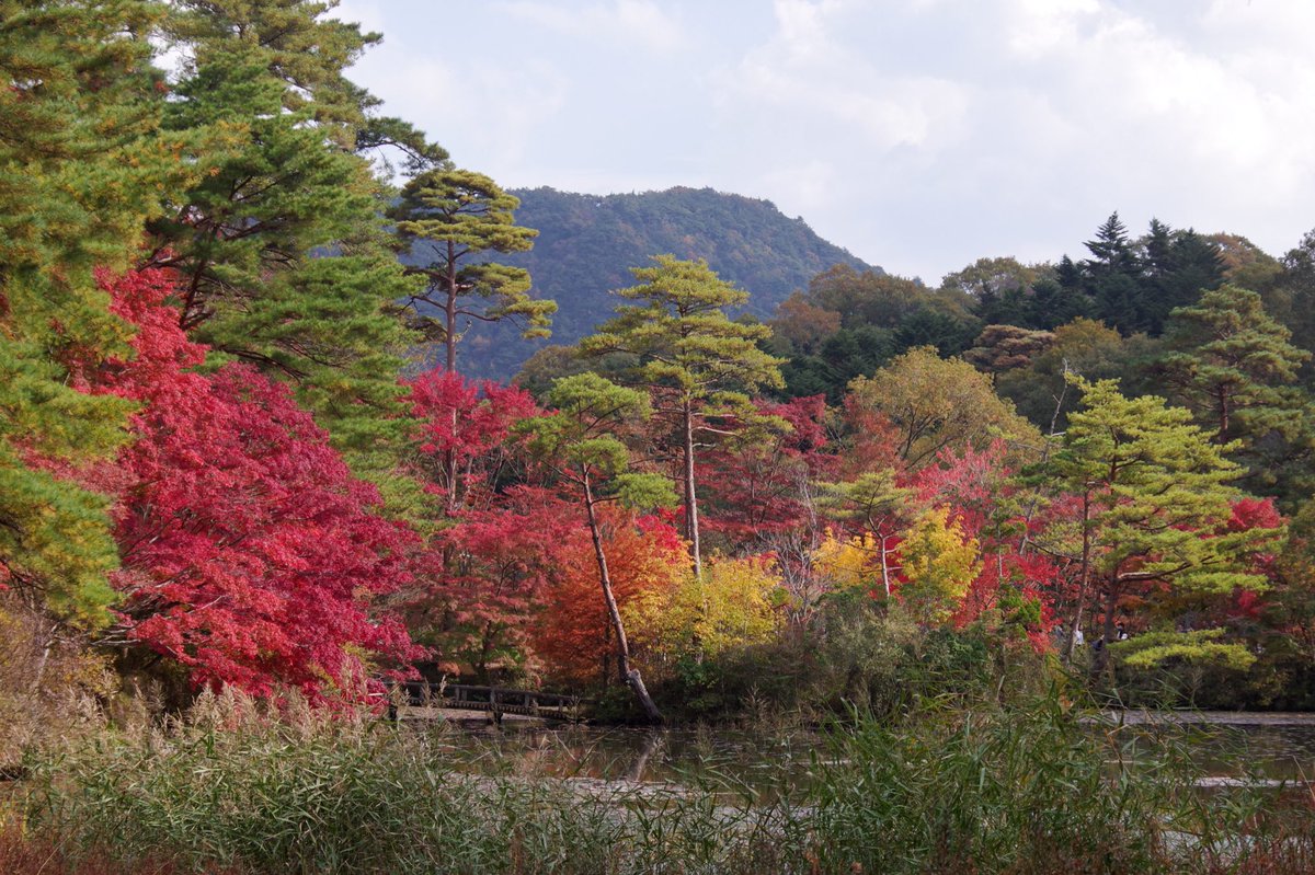 単なる植物好き 花飾る雑貨店店長 先週末は 神戸市立森林植物園の紅葉を観に出掛けていました 今年もとても綺麗な紅葉を見ることが出来て 大満足です 神戸市 神戸市立森林植物園 紅葉 兵庫県 紅葉スポット