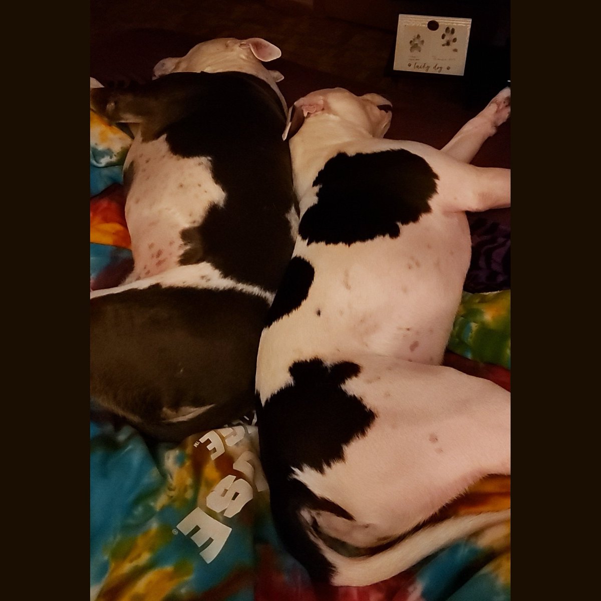 amandaswank85's tweet photo. My bed hogs ❤🐶❤ #francis #oliver #fursons #myloves #myeverythings #myfurbabies #pitbulls #animalsarebetterthanpeople #myloves #myboys #myfriends #myprotectors #bouncybooties #mykings #handsomedevils #thosebooties #sweetboys #gentlemen #sweethearts #kindsouls #bestdogsever https://t.co/0eacrNk0DV