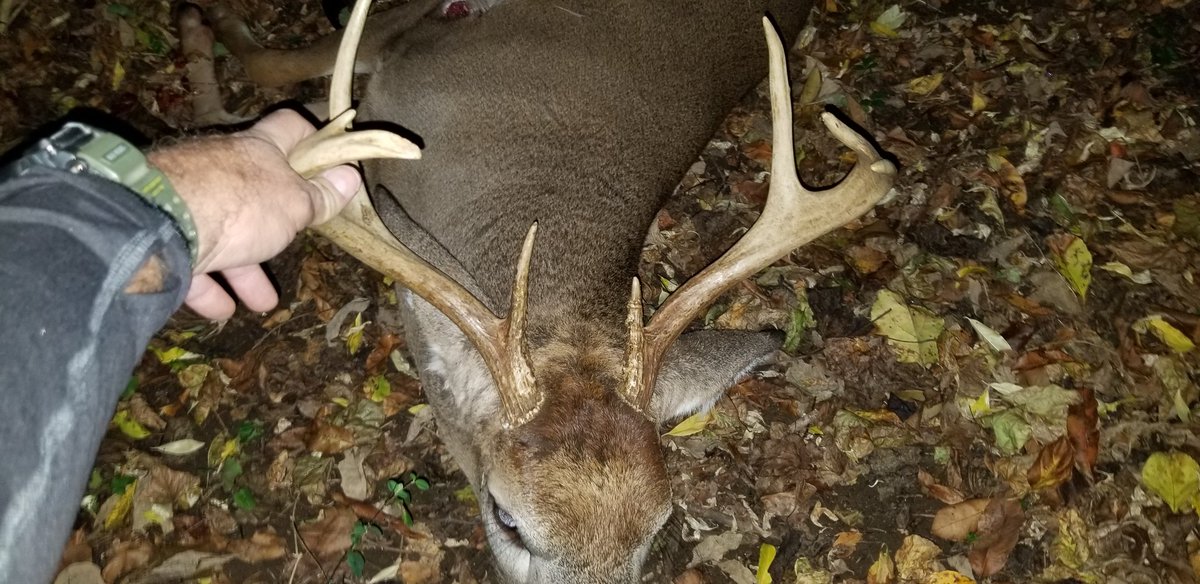 stewdawg16's tweet photo. Buck down in PA 5D. Skirted my setup on 11/4. Made a move closer to bedding and let it fly at 25yds this evening. Looks like a Busch Latte is in order! #mathews #gasbowstrings #lonewolf #NAP #huntpa @plwm14 https://t.co/o1WIpQ3L0q