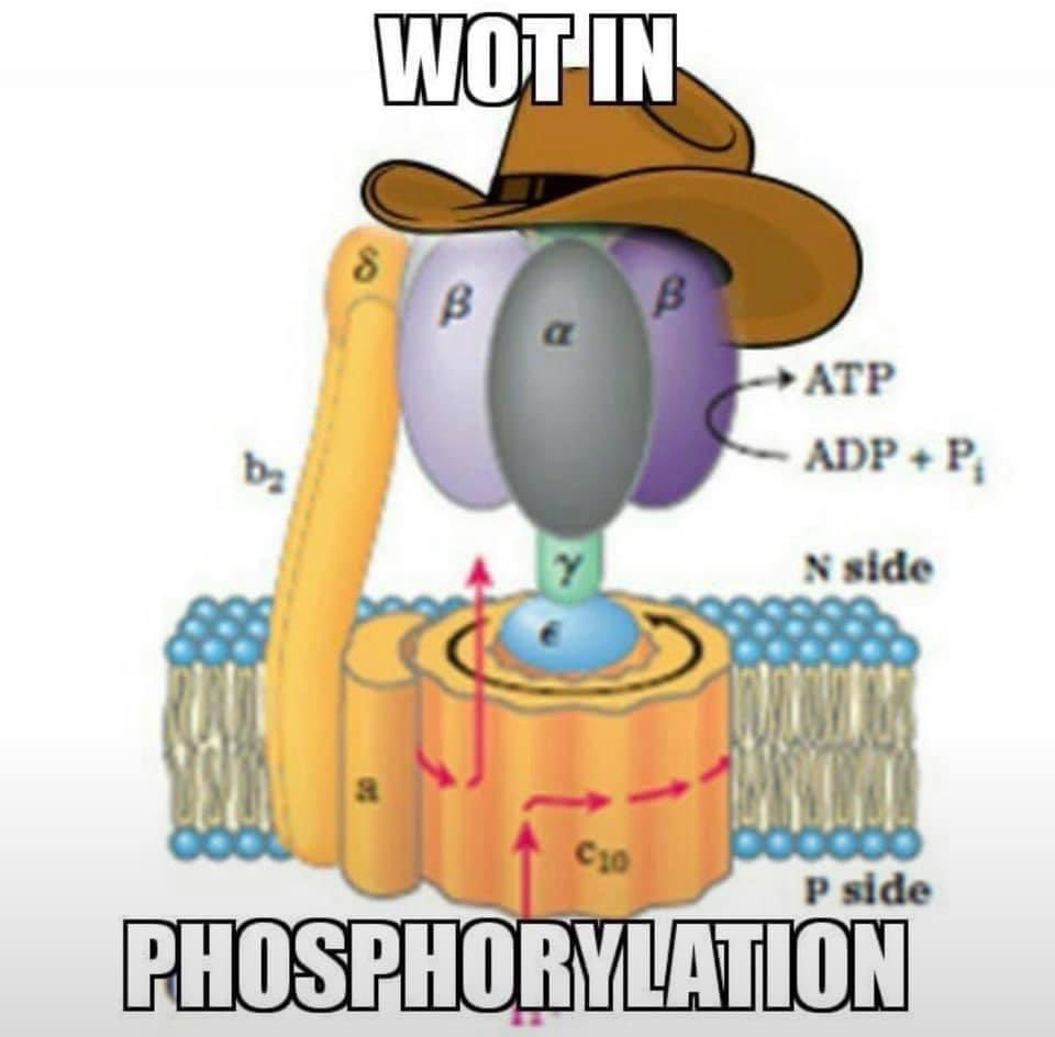NadoAPBio tweet picture
