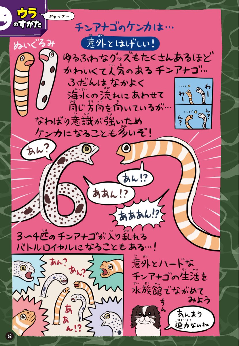11月11日は #チンアナゴの日 …らしいので『ゆかいないきもの㊙︎図鑑』よりチンアナゴ図解です。水族館でも基本的に上半身(?)しか見せないので、全身を見ると予想以上の長さに驚くのではないでしょうか。今後はチンアナゴの下半身にも思いを馳せてください。