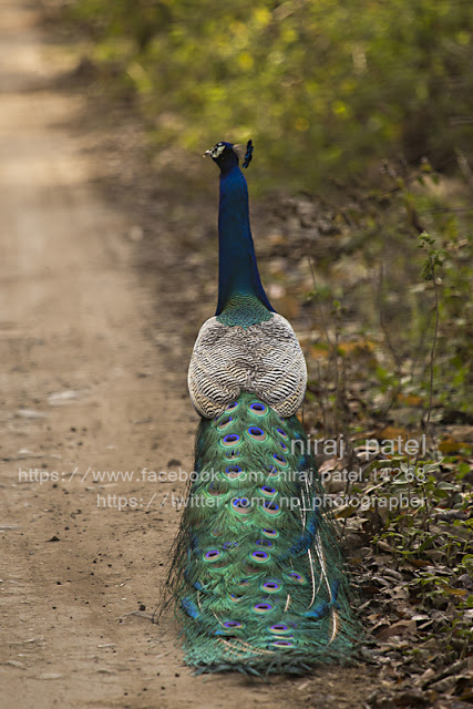np_photographer's tweet photo. Indian Peafowl https://t.co/hg9huqIG8x National bird #nationalbirdofindia #indianpeafowl #peahen #corbettnationalpark #crownoffeatherbird #largeflyingbird https://t.co/3DIgpjSUkP