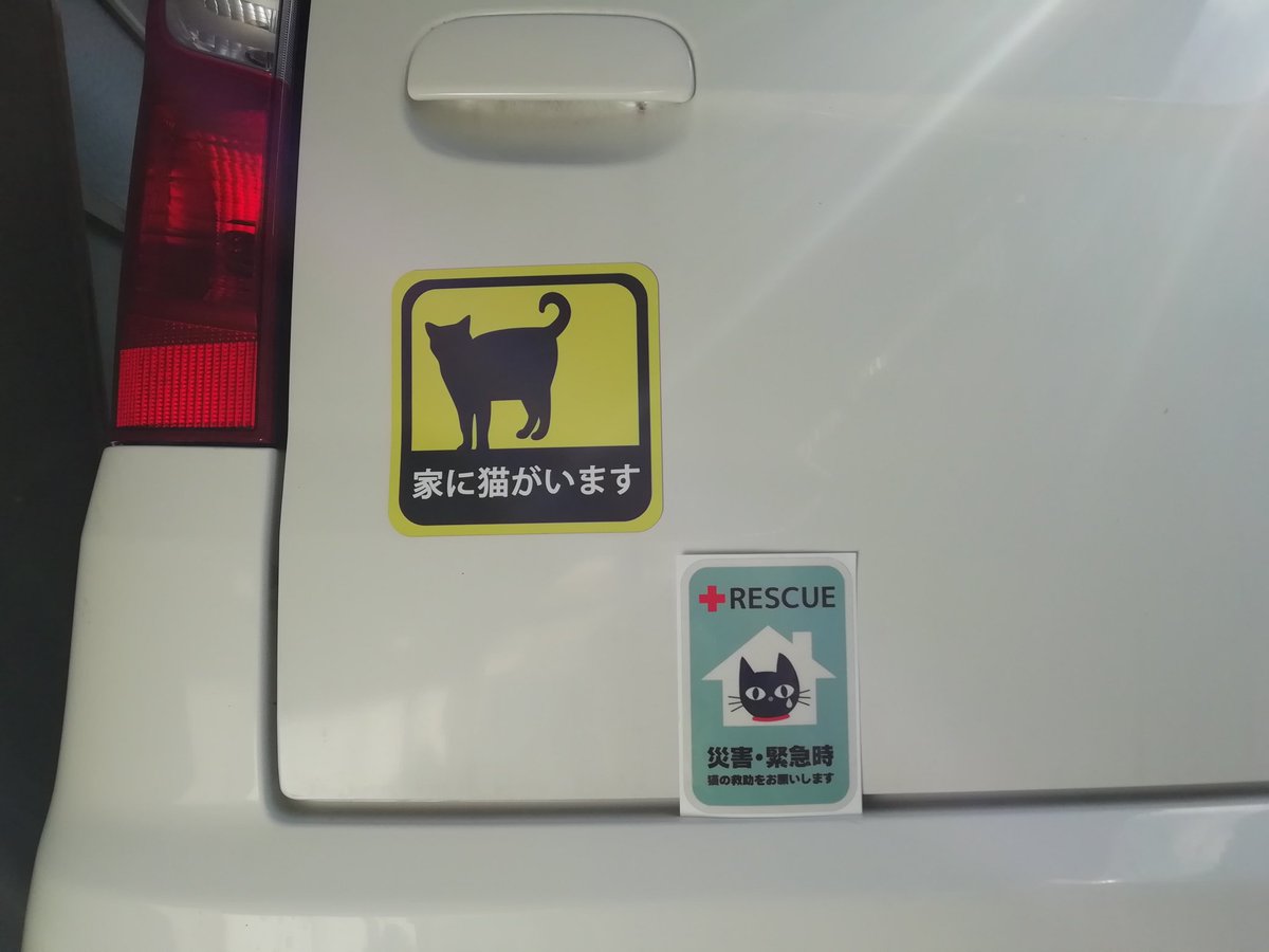 家に猫がいます