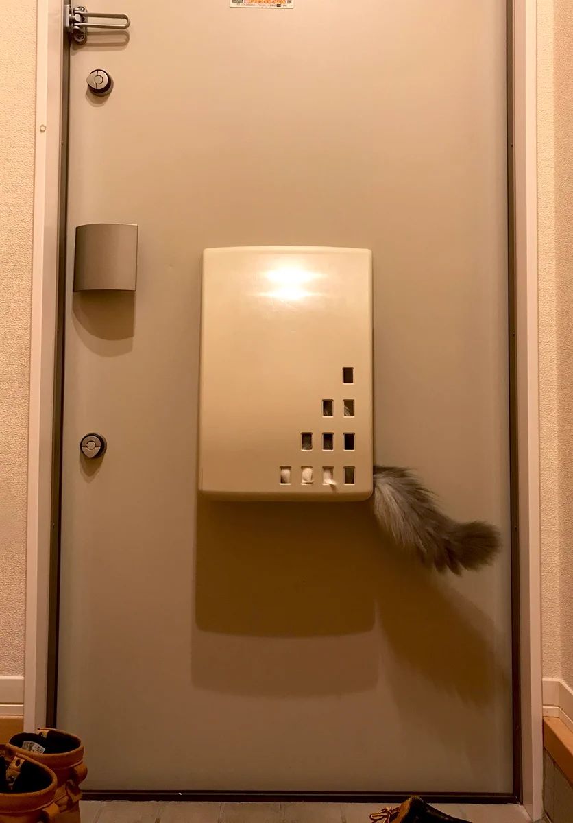 ポストに何か入ってると思ったら？これが本当のネコポスｗｗ