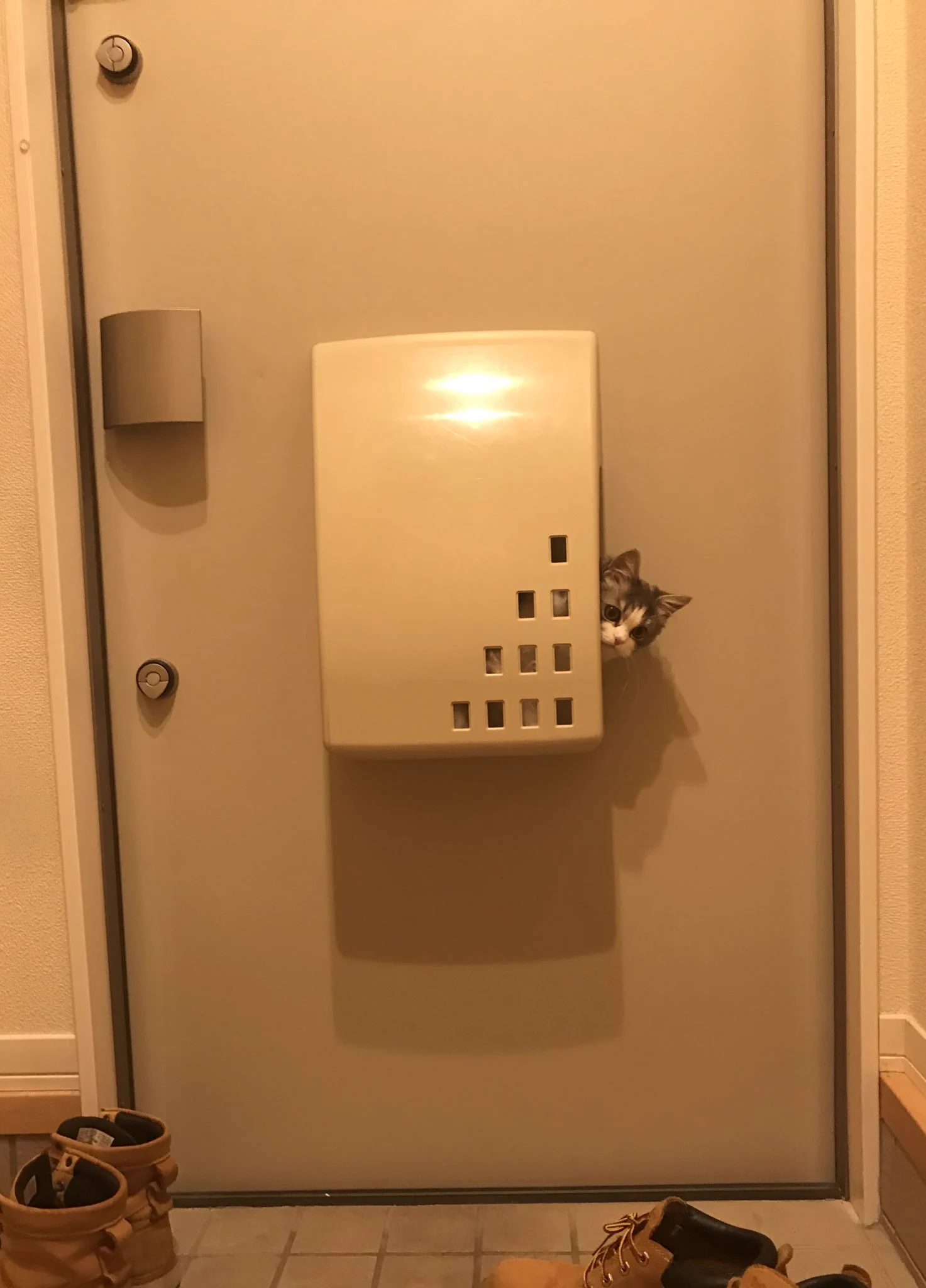 ポストに何か入ってると思ったら？これが本当のネコポスｗｗ