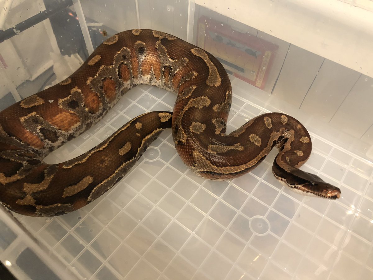 TenwaReptiles's tweet image. 脱皮終了のマラヤンブラッドパイソン
ヤングサイズのメス
48,000円
#ブラッドパイソン
#マラヤンブラッドパイソン
#bloodpython