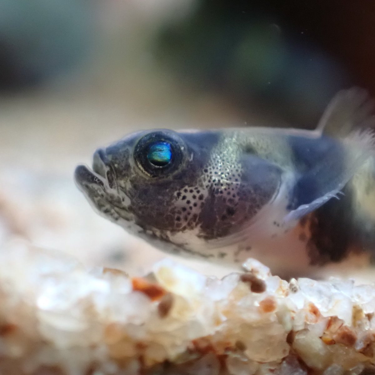 Aquarium Kind シマシマでネオンブルーなお目目が可愛いこの子達はフレッシュウォーターバンブルビーゴビーと呼ばれる極小のハゼの仲間 汽水魚っぽいですが 純淡水で繁殖も狙える変わったハゼです とても小さく活餌を好むため ブラインシュリンプ 幼生 Aquarium Kind シマシマでネオンブルーなお目目が可愛いこの子達はフレッシュウォーターバンブルビーゴビーと呼ばれる極小のハゼの仲間 汽水魚っぽいですが 純淡水で繁殖も狙える変わったハゼです とても小さく活餌を好むため ブラインシュリンプ 幼生