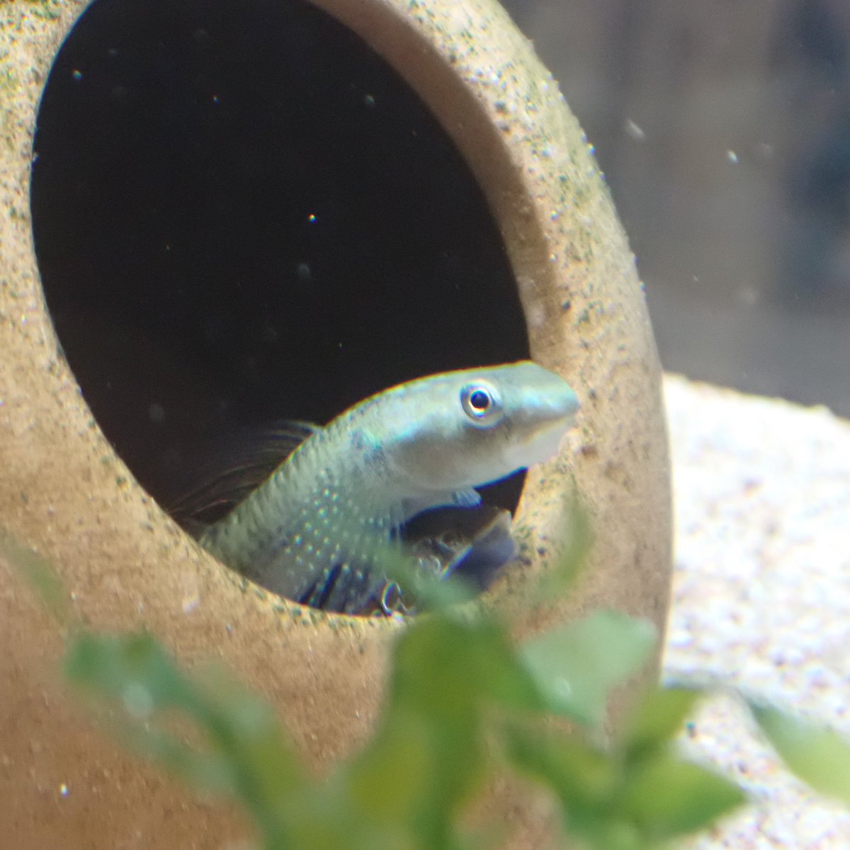 Aquarium Kind そしてダークホースな珍コケ取り貝も 笑 知名度の低さは海の如し キングクッパスネイル 完全に名前負けしてる気がしますが そんな名前で流通するフネアマガイのトゲトゲがある種類です この他シマカノコガイ カラーサザエ Aquarium Kind そしてダークホースな珍コケ取り貝も 笑 知名度の低さは海の如し キングクッパスネイル 完全に名前負けしてる気がしますが そんな名前で流通するフネアマガイのトゲトゲがある種類です この他シマカノコガイ カラーサザエ