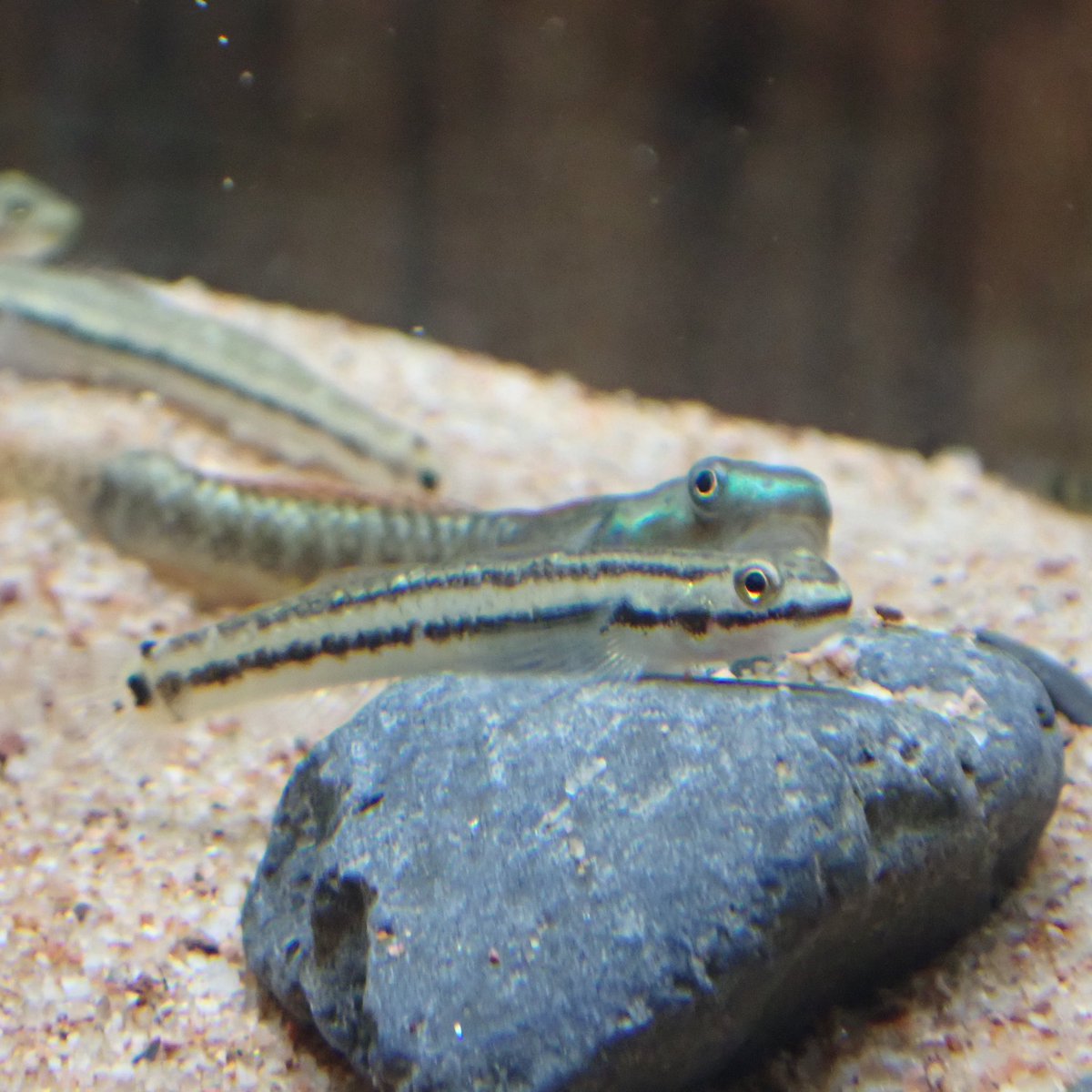 Aquarium Kind こちらも久々の レインボーゴビーことニジイロボウズハゼさんです 比較的小型のボウズハゼで 流通も多く飼いやすさに定評があります 付着藻類を好んで食べますが アカムシやイトミミズなどもよく食べ 人工飼料にもよく慣れます オス