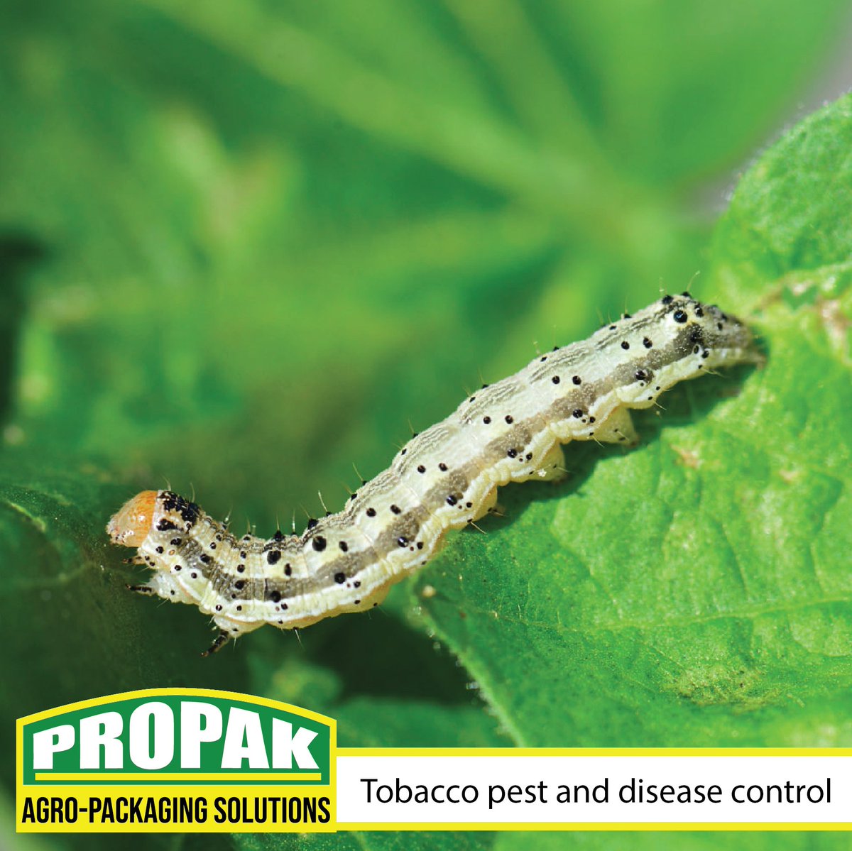 PropakHessian's tweet photo. Propak tips
To get the best crop, you must make sure that all diseases are managed well. Visit the TIMB website for more information on managing tobacco diseases: https://t.co/6ROOEFoGvF
#PropakHessian
#AgroPackagingPartner
#TobaccoFarmer
#Zimbabwe
#Farmer
#Agriculture
#Tobacco https://t.co/aPBCIYR0NG