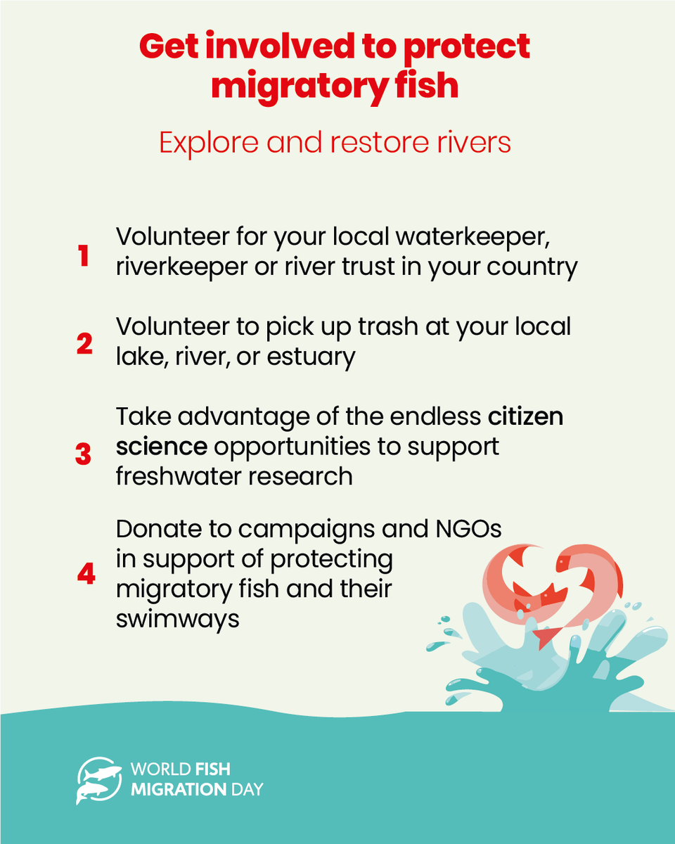fishmigration's tweet image. We all ❤️ #migratoryfish, but how to protect them?
Have a read and share around the second part of our #getinvolved series. Together we can do so much 💪

#fishmigration #volunteer #citizenscience #donate #protect #globalswimways