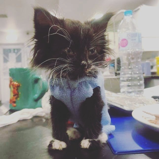 Stray Cat Rescue Team West Midlands tweet media