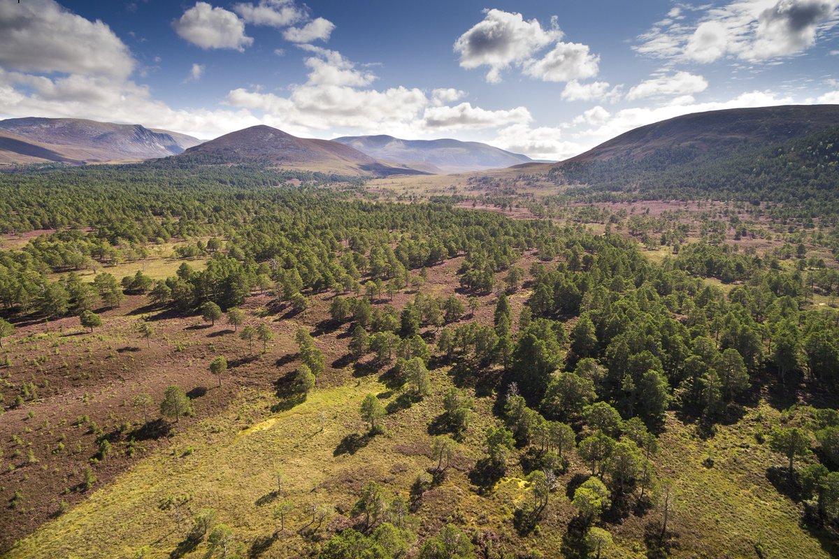 Thinking of a PhD?
Help us in our woodland management in #futureclimates. Apply now with @CamESS_CCLEAR to research forest expansion & benefits to carbon sequestration.  
Read more here: bit.ly/2U7War9
#PhDposition

@ForestryLS @nature_scot @RSPBScotland #wildland