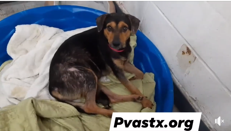 PrimalAwakening's tweet image. 🌺Amores 🌸(45986783) &amp;amp; baby 💙Amorcito 💙(45988118)arrived at #PVASTX shelter with a skin condition &amp;amp; some green eye discharge. Pending distemper results. #URGENT #RESCUE #FOSTER. Rescue@pvastx.org PLEDGE AT LINK👇facebook.com/groups/4715307…