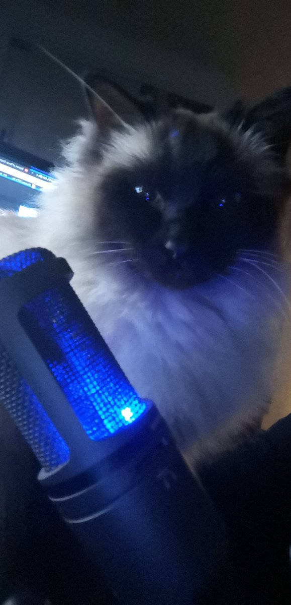 i like cats tweet media