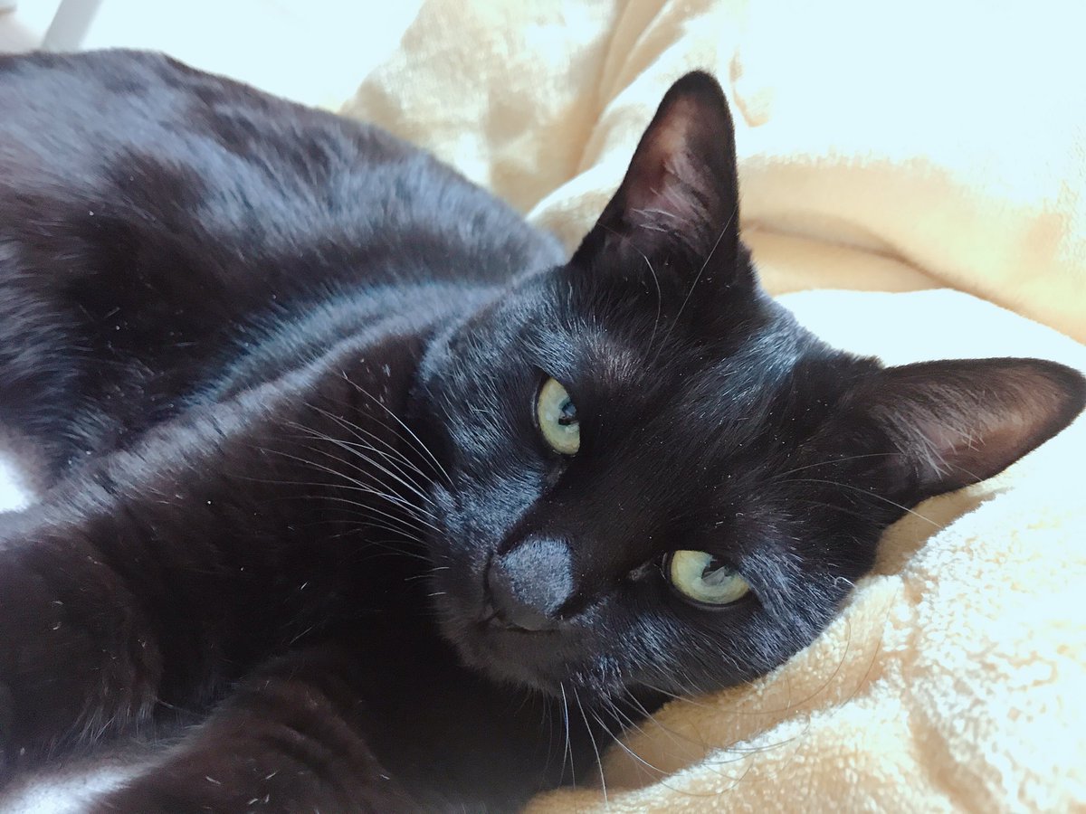 blacksesame_'s tweet image. 잘생긴 고양이.