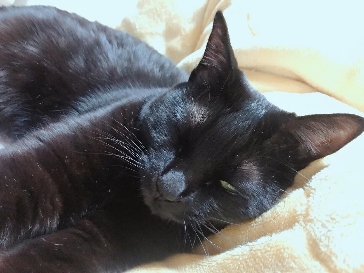 blacksesame_'s tweet image. 잘생긴 고양이.