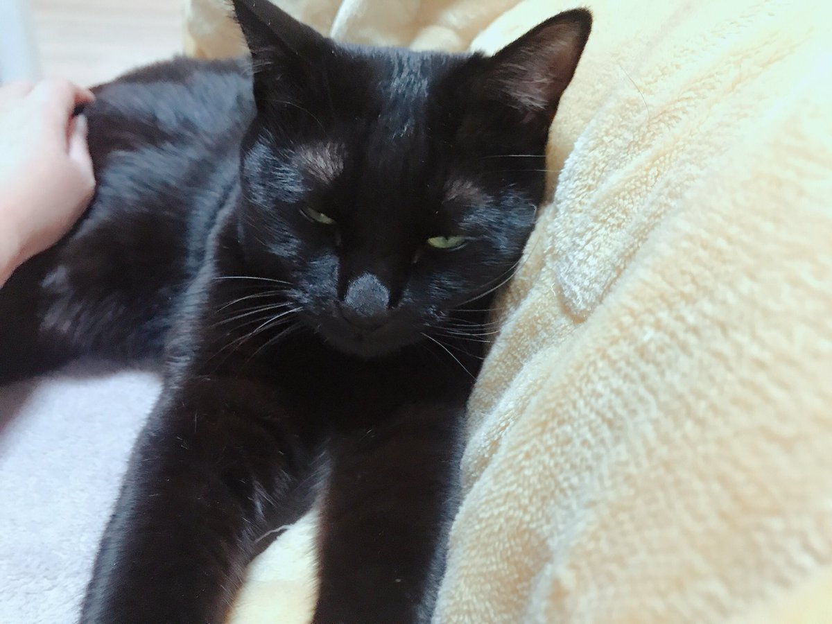 blacksesame_'s tweet image. 잘생긴 고양이.